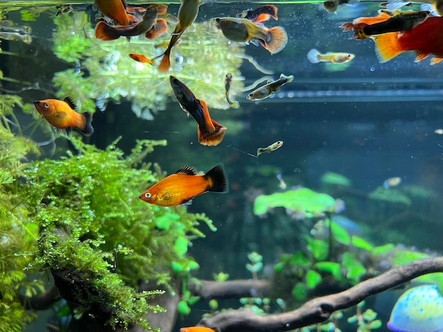 Photo high angle view of koi carps swimming in pond