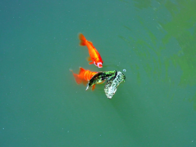 Photo high angle view of koi carps swimming in sea