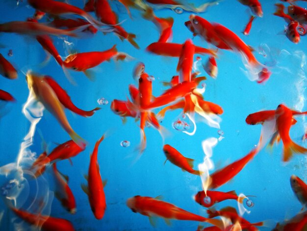 High angle view of koi carps swimming in water