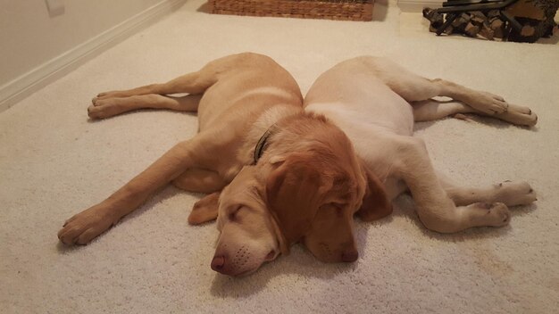 High angle view of labrador retrievers sleeping on carpet at home