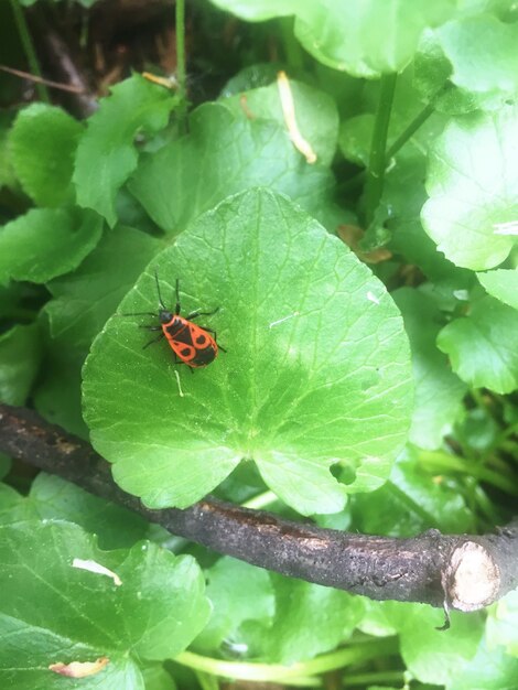 High angle view of ladybug on leaf