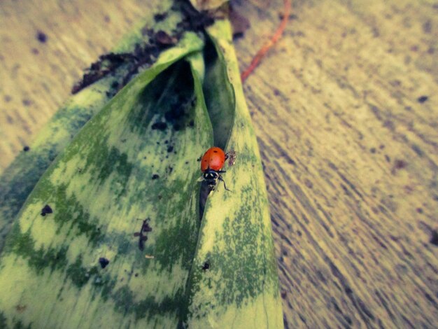 Photo high angle view of ladybug on leaf