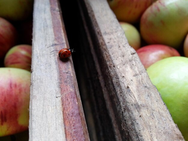 Photo high angle view of ladybug on market stall