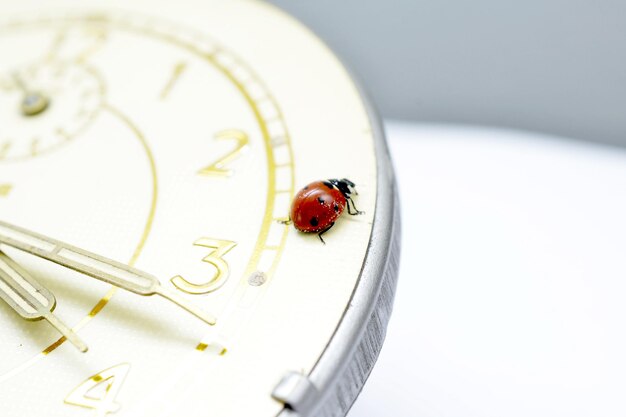 Foto vista ad alto angolo della coccinella sul tavolo