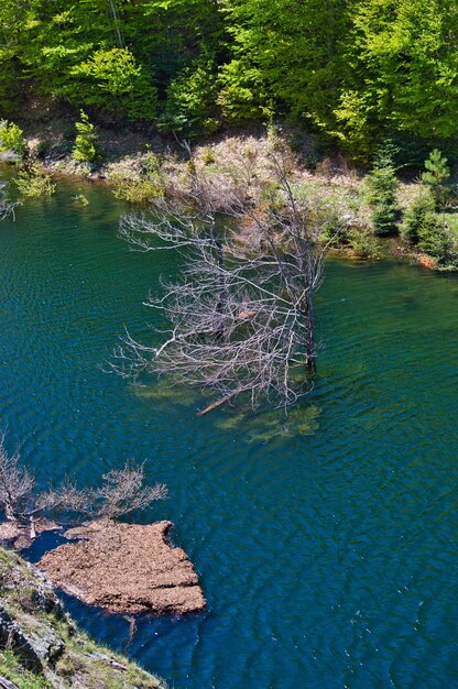 High angle view of lake by trees in forest