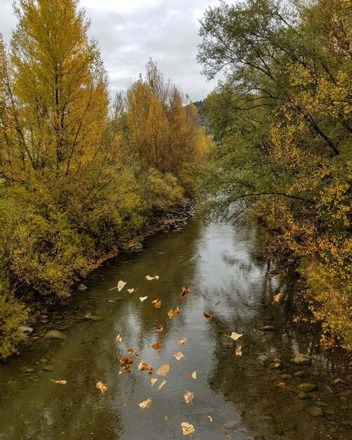 High angle view of lake in forest during autumn