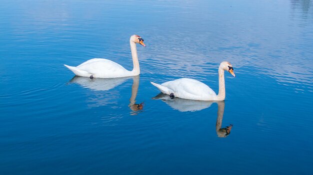 High angle view of large mute swan swans swimming in lake with reflection
