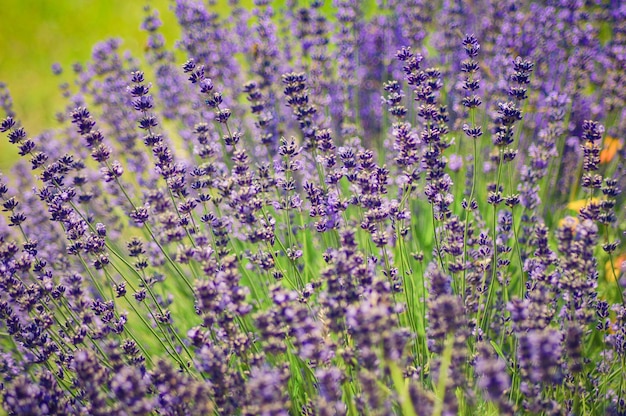 High angle view of lavenders blooming outdoors