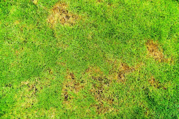 High angle view of leaf on field