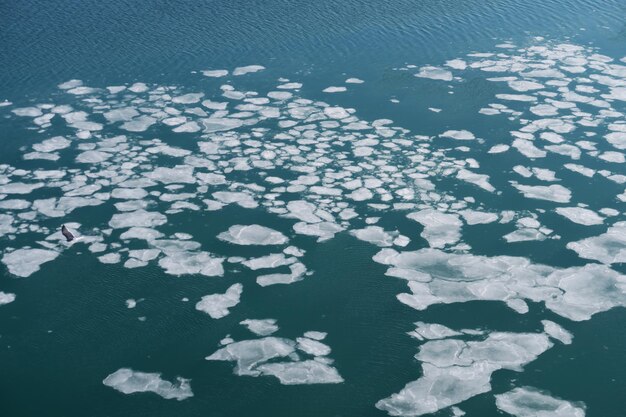 High angle view of leaf floating on lake during winter