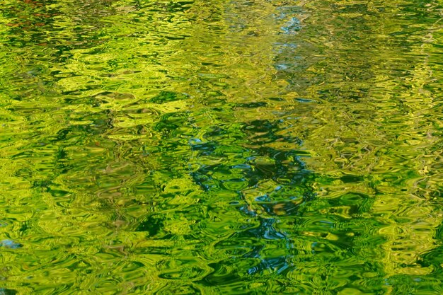 High angle view of leaf floating on water