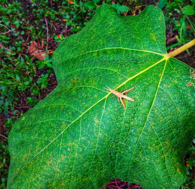 High angle view of leaf on plant in forest