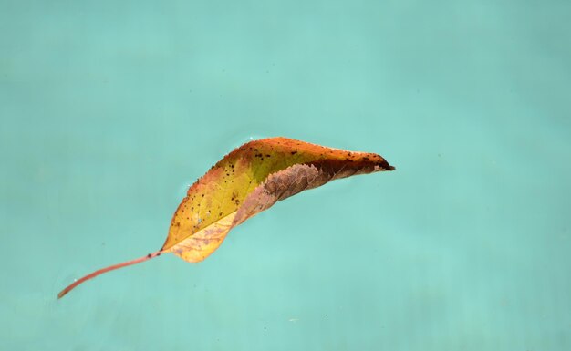 High angle view of leaf on sand