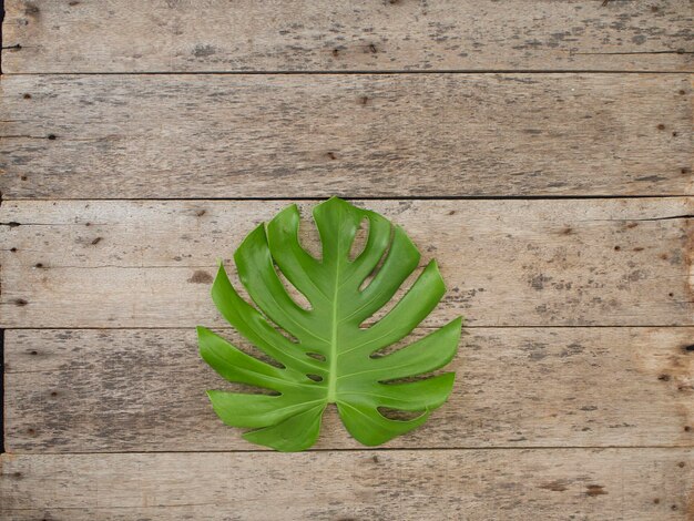 High angle view of leaf on table