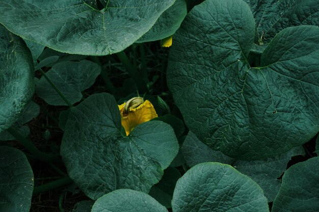 High angle view of leaf vegetables growing outdoors