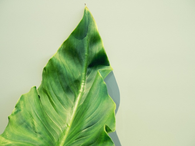 Photo high angle view of leaf on white background