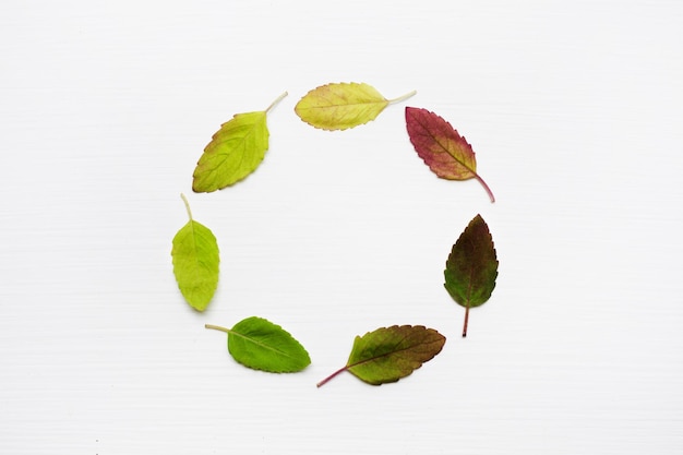 High angle view of leaves against white background