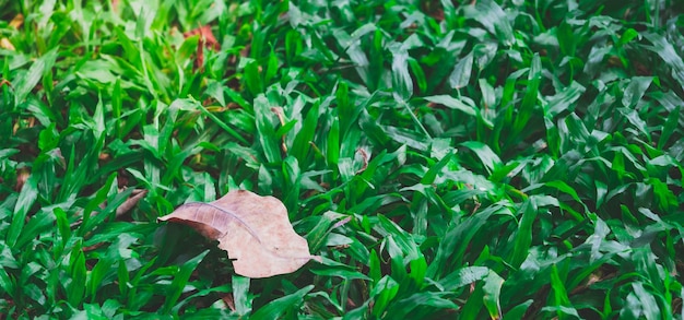 Photo high angle view of leaves on field