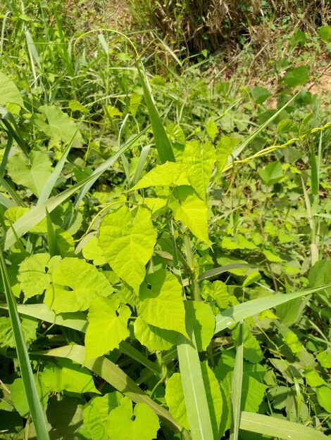 High angle view of leaves on field