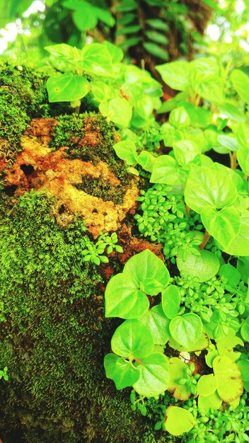 High angle view of leaves on field