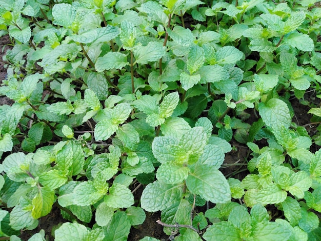 High angle view of leaves in field