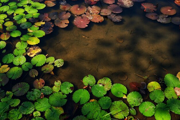 High angle view of leaves floating on lake