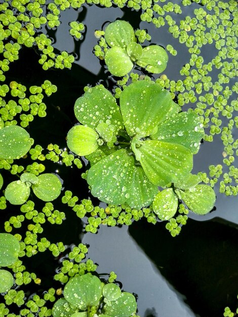 High angle view of leaves floating on lake