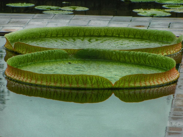 연못 에 떠 있는 잎 들 의 높은 각도 의 시각