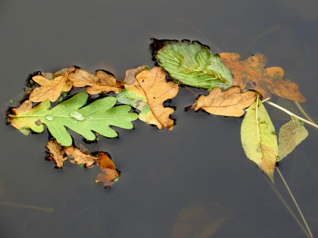 Photo high angle view of leaves floating on water during autumn