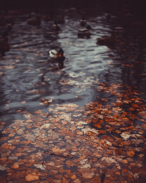 Photo high angle view of leaves floating on water