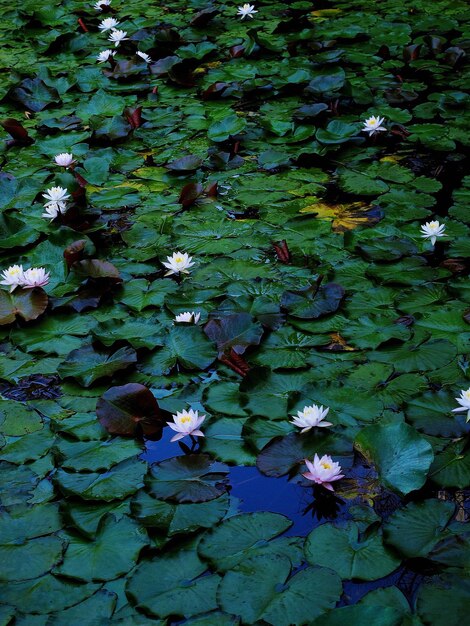 High angle view of leaves floating on water