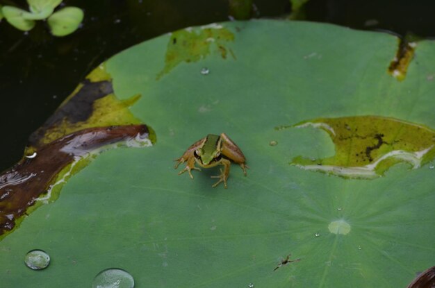 High angle view of leaves floating on water