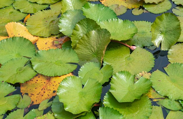 Foto vista ad alto angolo di foglie che galleggiano sull'acqua