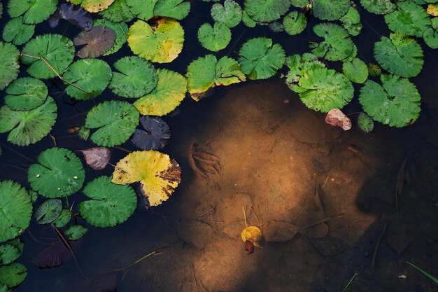 High angle view of leaves floating on water