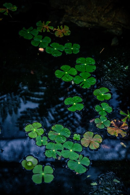 Высокоугольный вид листьев, плавающих на воде
