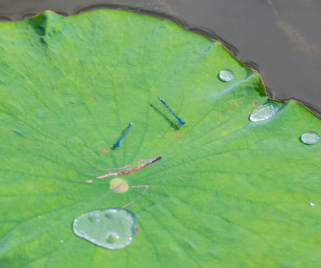 High angle view of leaves floating on water