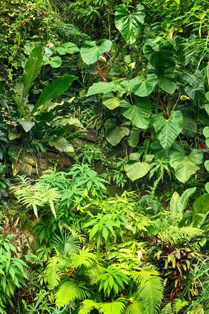 High angle view of leaves in forest