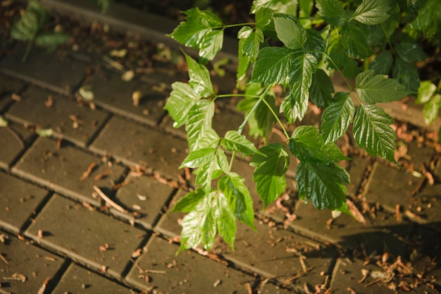 Photo high angle view of leaves growing on field