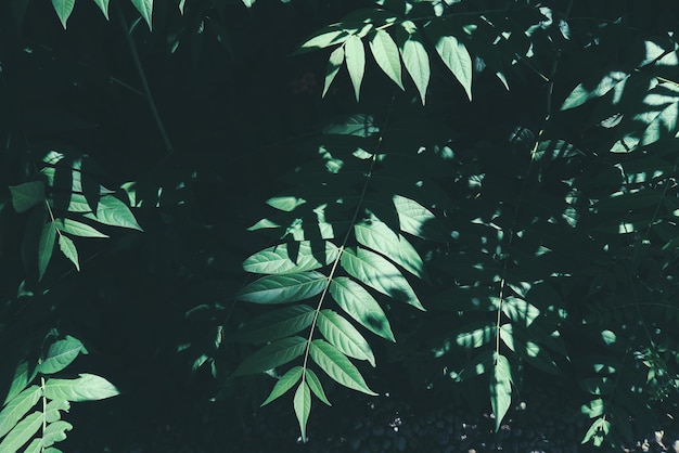 植物上生長的葉子的高角度視角