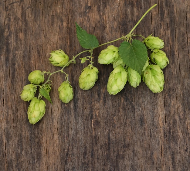 Photo high angle view of leaves growing on table