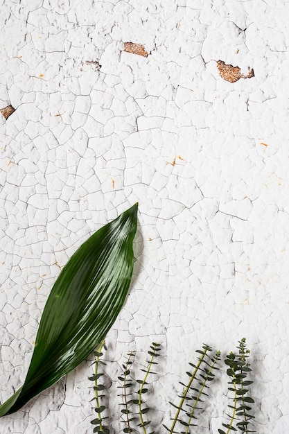 Photo high angle view of leaves on plant against wall