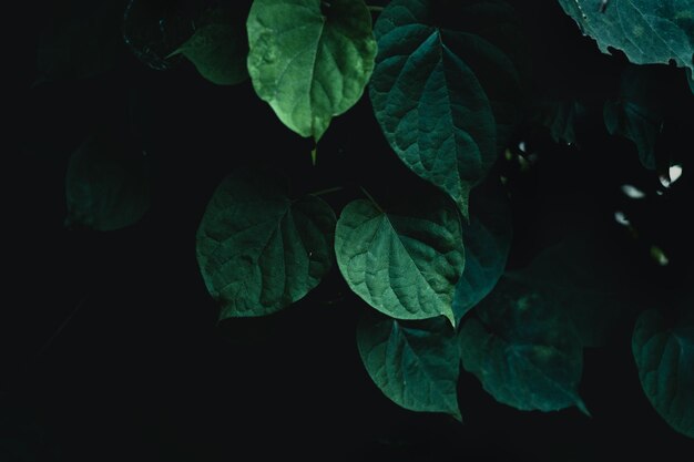 Photo high angle view of leaves on plant at night