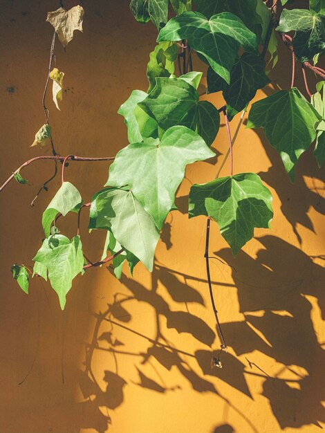 Photo high angle view of leaves on plant