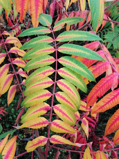 High angle view of leaves on plant