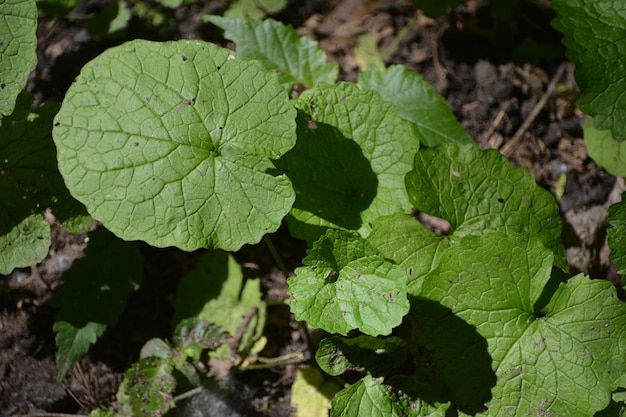 High angle view of leaves on plant