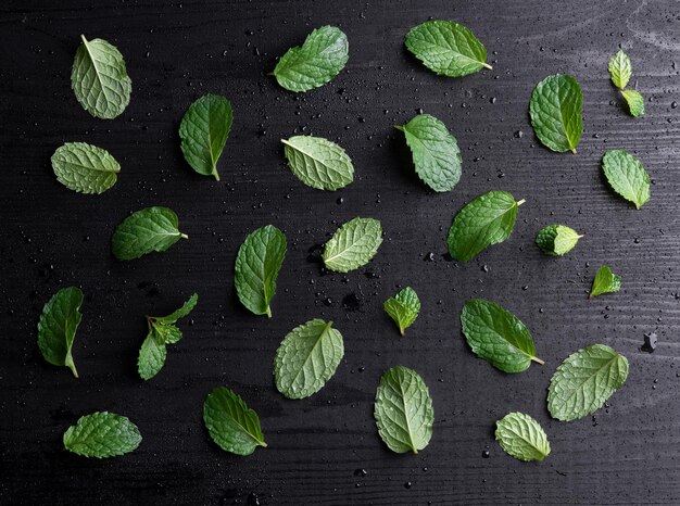 Photo high angle view of leaves on plant