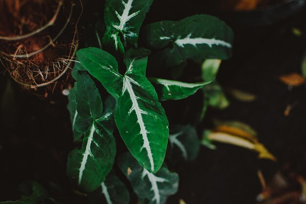 Photo high angle view of leaves in potted plant