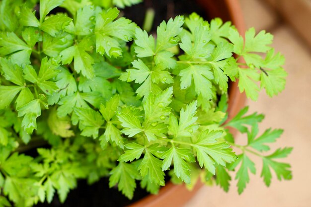 high angle view of leaves in potted plant