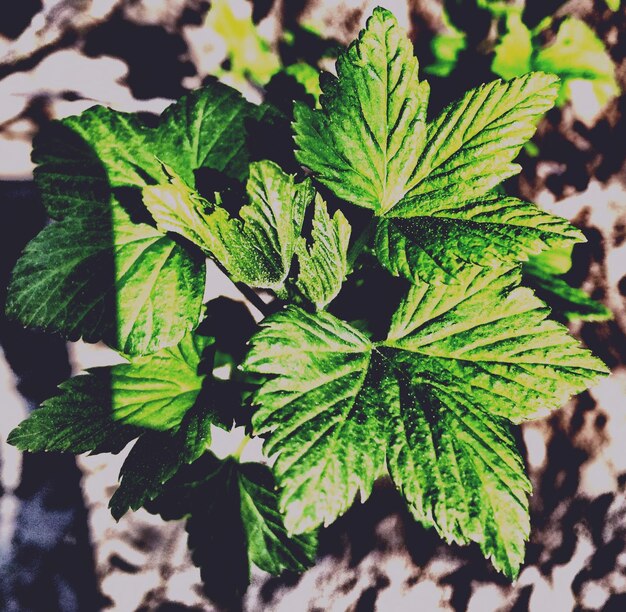 Photo high angle view of leaves on sunny day