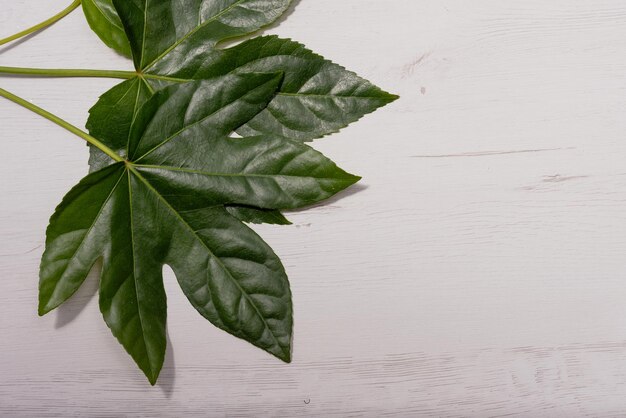 Photo high angle view of leaves on table